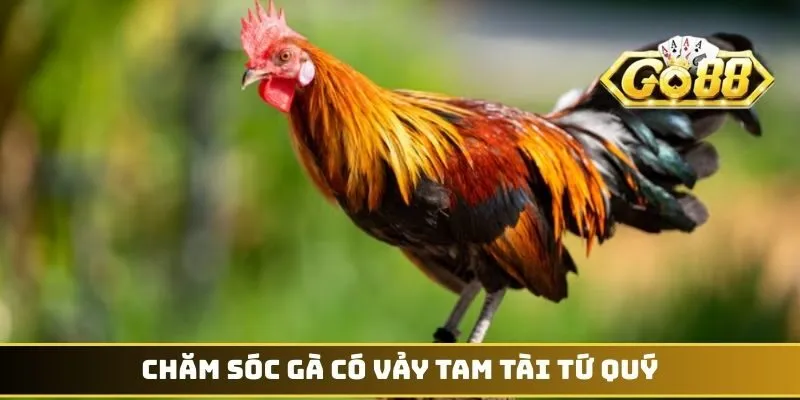 Vảy Gà Tam Tài Tứ Quý - Biểu Tượng Thần Kê Dũng Mãnh 4 Chăm sóc gà có vảy Tam Tài Tứ Quý