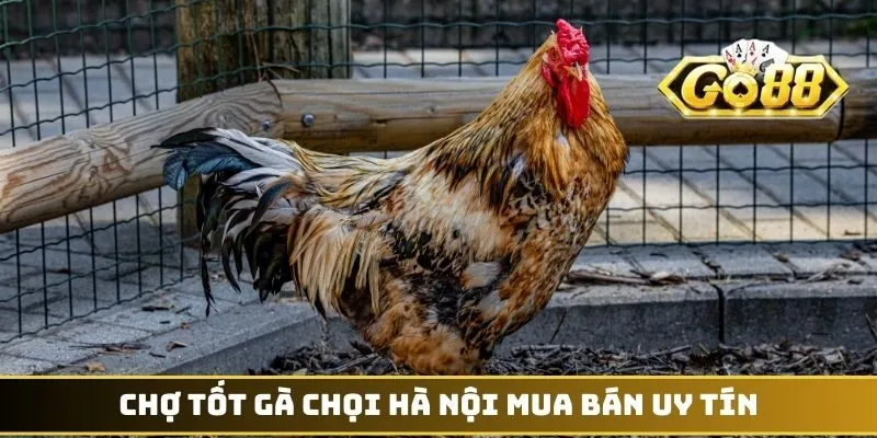 Mua Bán Gà Chọi - Cơn Sốt Giao Dịch Chiến Kê Ở Thủ Đô 3 Chợ tốt gà chọi Hà Nội mua bán uy tín