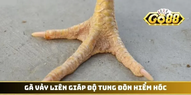 Vảy Liên Giáp - Đặc Điểm Nhận Diện Thần Kê Có Đòn Cáo 4 Gà vảy Liên Giáp độ tung đòn hiểm hóc