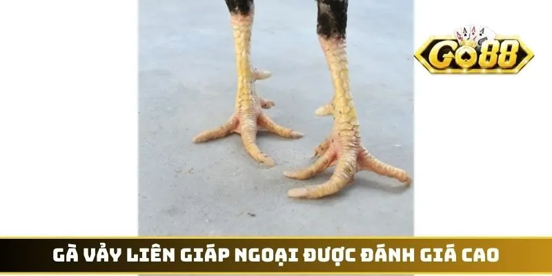 Vảy Liên Giáp - Đặc Điểm Nhận Diện Thần Kê Có Đòn Cáo 3 Gà vảy Liên Giáp ngoại được đánh giá cao