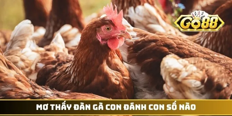 Mơ Thấy Gà Đánh Con Gì - Những Bí Ẩn Con Số May Mắn 3 Mơ thấy đàn gà con đánh con số nào