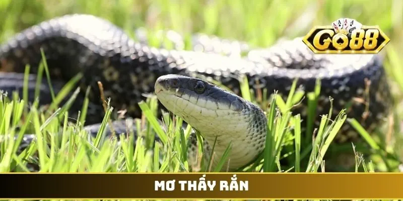 Mơ thấy rắn