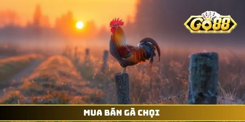 Mua Bán Gà Chọi - Cơn Sốt Giao Dịch Chiến Kê Ở Thủ Đô 1 Mua bán gà chọi