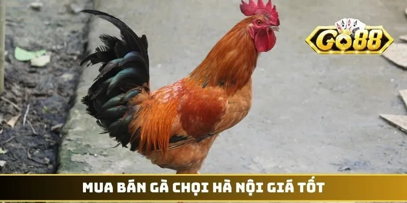 Mua Bán Gà Chọi - Cơn Sốt Giao Dịch Chiến Kê Ở Thủ Đô 2 Mua bán gà chọi Hà Nội giá tốt