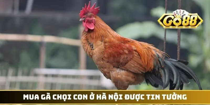 Mua Bán Gà Chọi - Cơn Sốt Giao Dịch Chiến Kê Ở Thủ Đô 4 Mua gà chọi con ở Hà Nội được tin tưởng