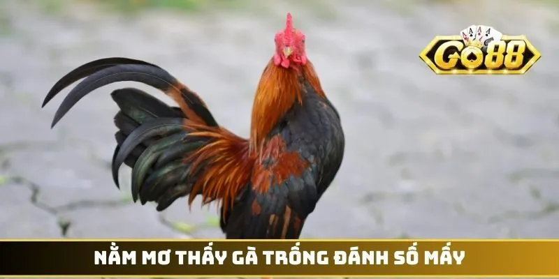 Mơ Thấy Gà Đánh Con Gì - Những Bí Ẩn Con Số May Mắn 2 Nằm mơ thấy gà trống đánh số mấy