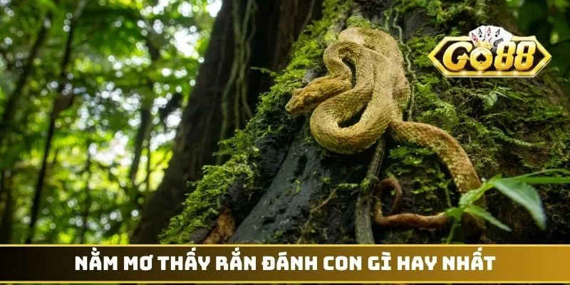 Mơ Thấy Rắn Đánh Con Gì - Hốt Bạc Tỷ Từ Sảnh Cược GO88 2 Nằm mơ thấy rắn đánh con gì hay nhất