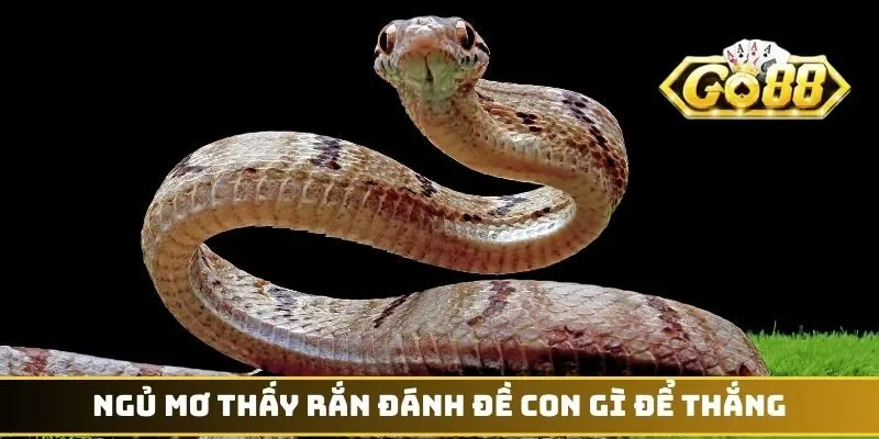 Mơ Thấy Rắn Đánh Con Gì - Hốt Bạc Tỷ Từ Sảnh Cược GO88 4 Ngủ mơ thấy rắn đánh đề con gì để thắng
