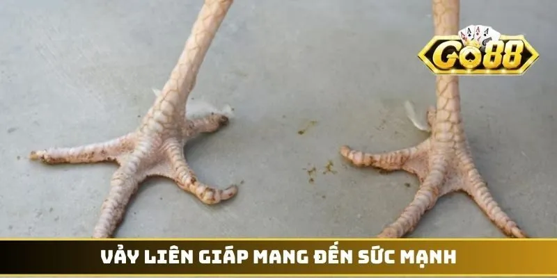 Vảy Liên Giáp - Đặc Điểm Nhận Diện Thần Kê Có Đòn Cáo 2 Vảy Liên Giáp mang đến sức mạnh