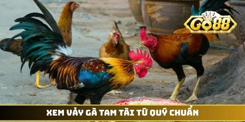 Vảy Gà Tam Tài Tứ Quý - Biểu Tượng Thần Kê Dũng Mãnh 3 Xem vảy gà Tam Tài Tứ Quý chuẩn